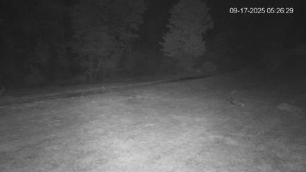 Pennsylvania Elk Live Webcam - Sep 17, 2025, 5:27am EDT