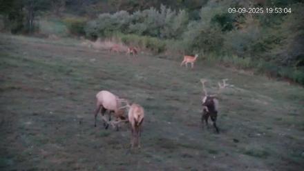 Pennsylvania Elk Live Webcam - Sep 9, 2025, 7:54pm EDT