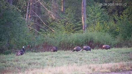 Pennsylvania Elk Live Webcam - Aug 29, 2025, 7:01pm EDT