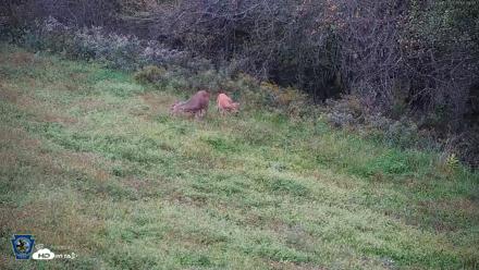 Pennsylvania Elk Live Webcam - Oct 2, 2026, 6:09pm EDT