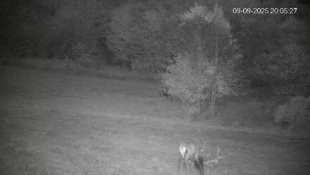 Pennsylvania Elk Live Webcam - Sep 9, 2025, 8:06pm EDT