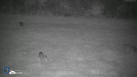 Pennsylvania Elk Live Webcam - Sep 28, 2026, 6:35am EDT