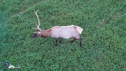 Pennsylvania Elk Live Webcam - Sep 6, 2026, 7:43pm EDT