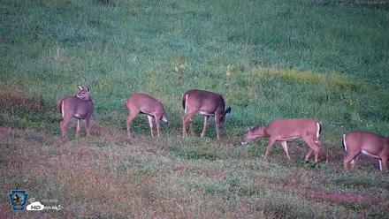 Pennsylvania Elk Live Webcam - Oct 3, 2026, 6:27pm EDT