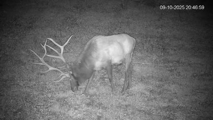 Pennsylvania Elk Live Webcam - Sep 10, 2025, 8:47pm EDT