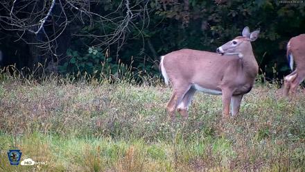 Pennsylvania Elk Live Webcam - Sep 28, 2026, 6:41pm EDT