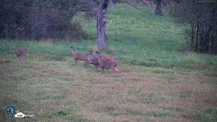 Pennsylvania Elk Live Webcam - Oct 1, 2026, 6:57pm EDT