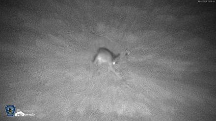 Pennsylvania Elk Live Webcam - Oct 2, 2026, 11:02pm EDT