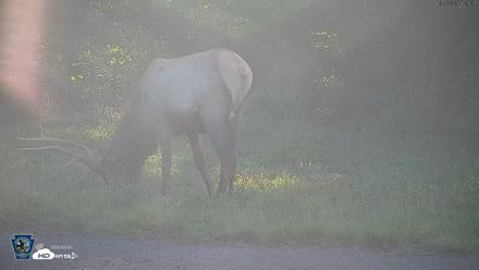 Pennsylvania Elk Live Webcam - Sep 6, 2026, 5:59pm EDT