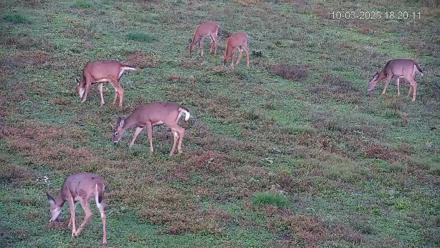Pennsylvania Elk Live Webcam - Oct 3, 2025, 6:21pm EDT