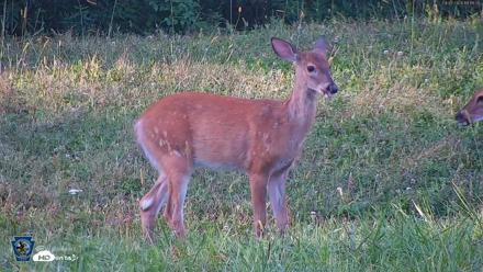 Pennsylvania Elk Live Webcam - Sep 7, 2026, 6:11pm EDT