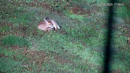 Pennsylvania Elk Live Webcam - Oct 9, 2025, 5:10pm EDT