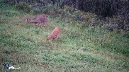 Pennsylvania Elk Live Webcam - Oct 2, 2026, 6:10pm EDT