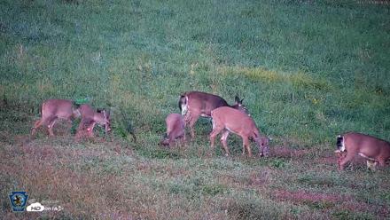Pennsylvania Elk Live Webcam - Oct 3, 2026, 6:27pm EDT