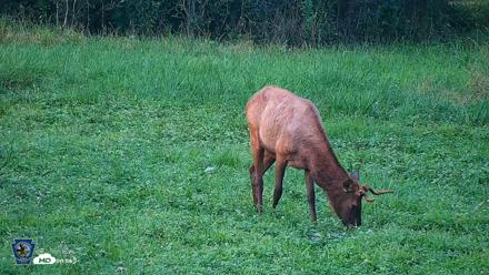 Pennsylvania Elk Live Webcam - Aug 7, 2026, 7:01pm EDT