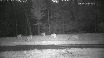 Pennsylvania Elk Live Webcam - Sep 27, 2025, 7:32pm EDT