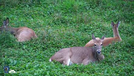 Pennsylvania Elk Live Webcam - Sep 28, 2026, 5:21pm EDT
