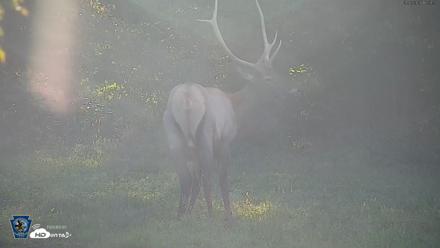 Pennsylvania Elk Live Webcam - Sep 6, 2026, 6:00pm EDT