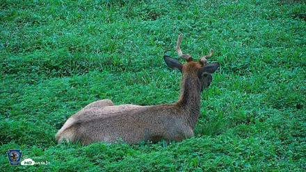 Pennsylvania Elk Live Webcam - Aug 6, 2026, 7:53am EDT