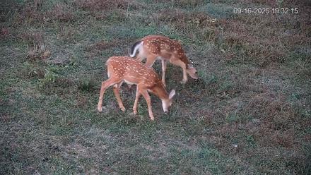 Pennsylvania Elk Live Webcam - Sep 16, 2025, 7:33pm EDT