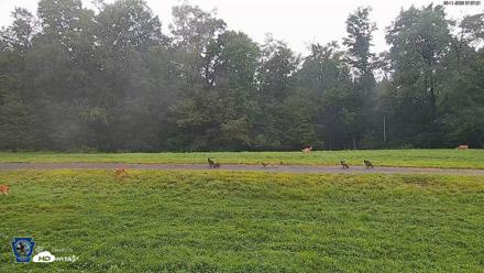Pennsylvania Elk Live Webcam - Aug 11, 2026, 7:58am EDT