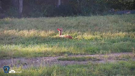 Pennsylvania Elk Live Webcam - Sep 6, 2026, 6:15pm EDT
