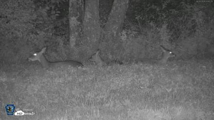 Pennsylvania Elk Live Webcam - Sep 26, 2026, 8:13pm EDT