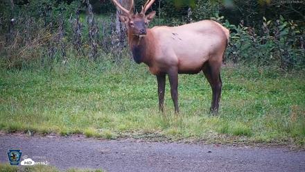 Pennsylvania Elk Live Webcam - Sep 9, 2026, 7:16pm EDT