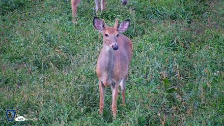 Pennsylvania Elk Live Webcam - Sep 8, 2026, 6:39pm EDT