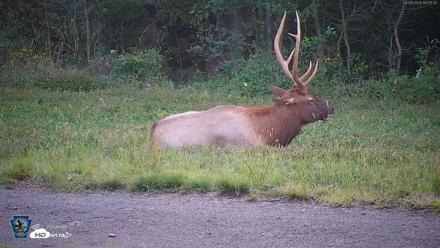 Pennsylvania Elk Live Webcam - Sep 9, 2026, 6:52pm EDT