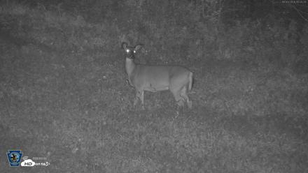 Pennsylvania Elk Live Webcam - Oct 3, 2026, 12:05am EDT