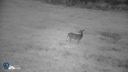 Pennsylvania Elk Live Webcam - Sep 28, 2026, 6:52am EDT