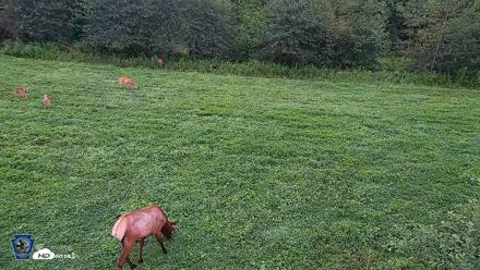 Pennsylvania Elk Live Webcam - Aug 9, 2026, 6:51am EDT