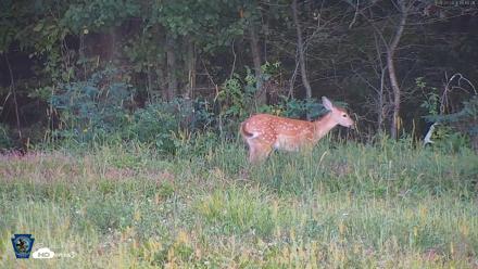 Pennsylvania Elk Live Webcam - Aug 27, 2026, 6:10pm EDT