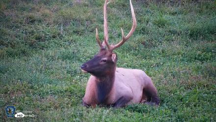 Pennsylvania Elk Live Webcam - Sep 8, 2026, 7:34pm EDT