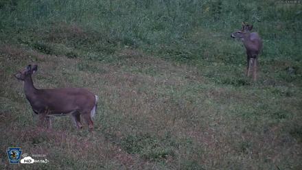 Pennsylvania Elk Live Webcam - Sep 28, 2026, 7:12pm EDT