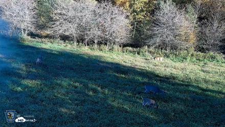Pennsylvania Elk Live Webcam - Oct 3, 2026, 5:14pm EDT
