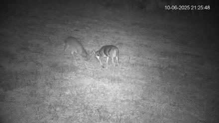 Pennsylvania Elk Live Webcam - Oct 6, 2025, 9:26pm EDT