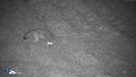 Pennsylvania Elk Live Webcam - Sep 3, 2026, 9:13pm EDT