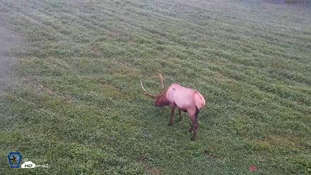 Pennsylvania Elk Live Webcam - Sep 7, 2026, 7:02am EDT