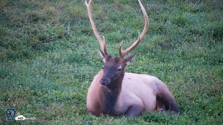 Pennsylvania Elk Live Webcam - Sep 8, 2026, 7:37pm EDT