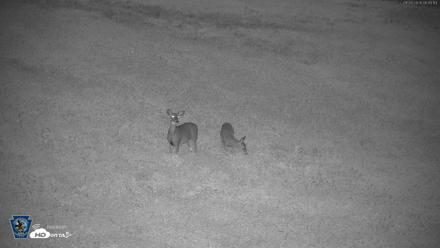 Pennsylvania Elk Live Webcam - Sep 28, 2026, 6:46am EDT