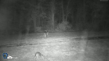 Pennsylvania Elk Live Webcam - Sep 29, 2026, 3:45am EDT