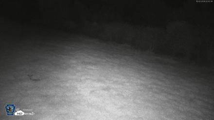 Pennsylvania Elk Live Webcam - Oct 2, 2026, 2:43am EDT