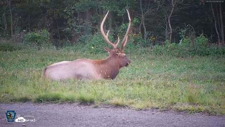 Pennsylvania Elk Live Webcam - Sep 9, 2026, 6:51pm EDT