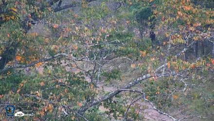 Pennsylvania Elk Live Webcam - Sep 30, 2026, 1:30pm EDT
