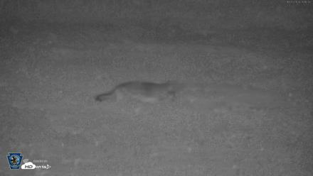 Pennsylvania Elk Live Webcam - Oct 3, 2026, 8:13pm EDT