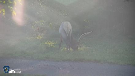 Pennsylvania Elk Live Webcam - Sep 6, 2026, 5:57pm EDT