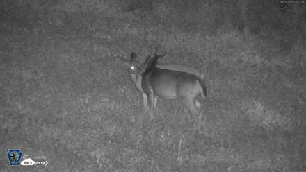 Pennsylvania Elk Live Webcam - Oct 2, 2026, 11:48pm EDT