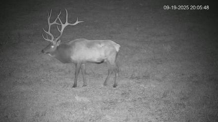 Pennsylvania Elk Live Webcam - Sep 19, 2025, 8:06pm EDT